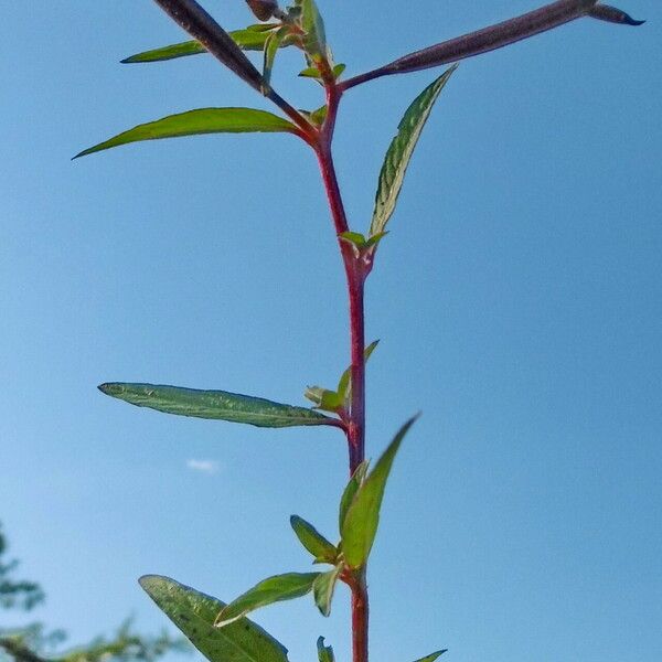 Ludwigia octovalvis 葉