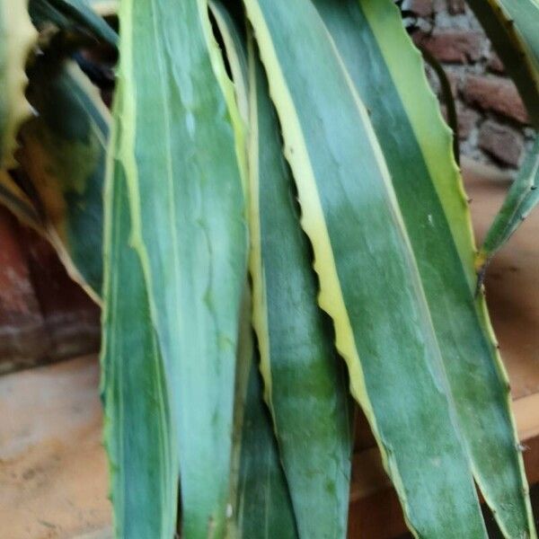 Agave americana Blad