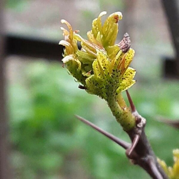 Zanthoxylum bungeanum Folha