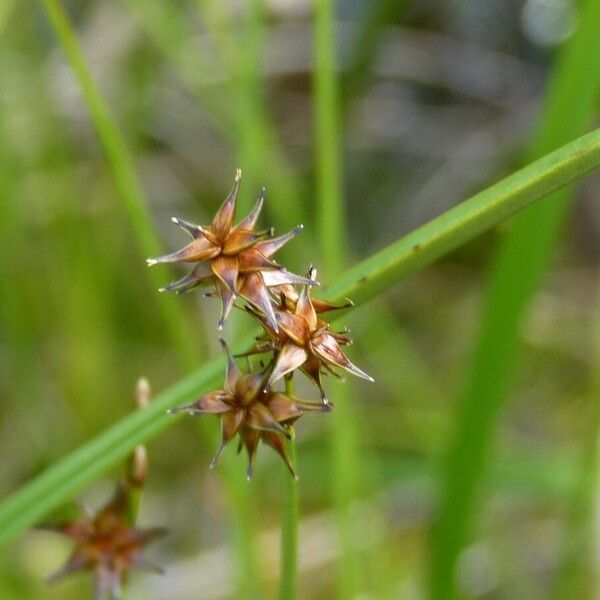 Carex echinata Kwiat