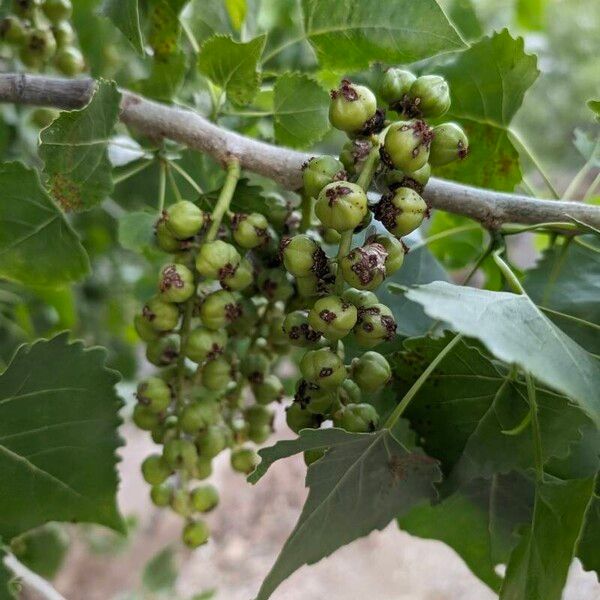 Populus deltoides Frucht