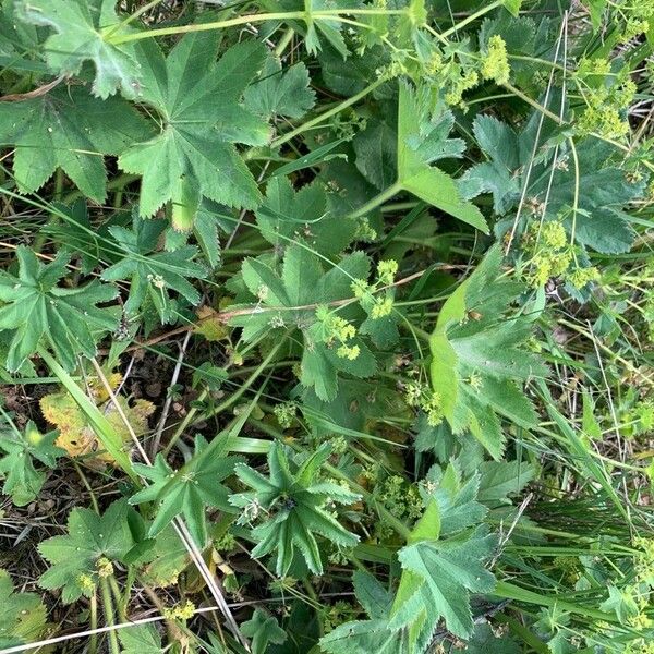 Alchemilla subcrenata 叶