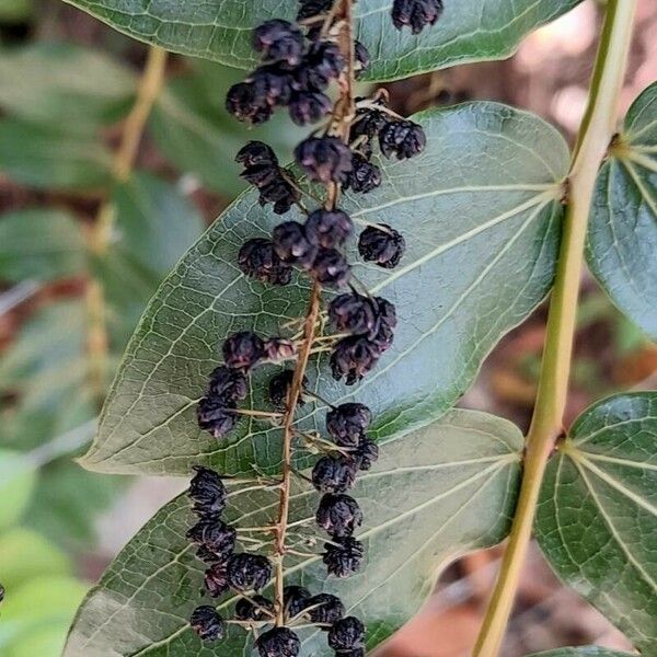 Coriaria ruscifolia 果實