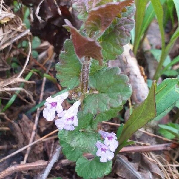 Glechoma hederacea Λουλούδι