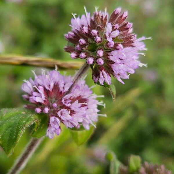 Mentha aquatica ᱵᱟᱦᱟ