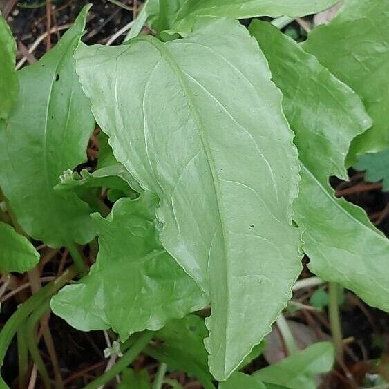 Rumex patientia List