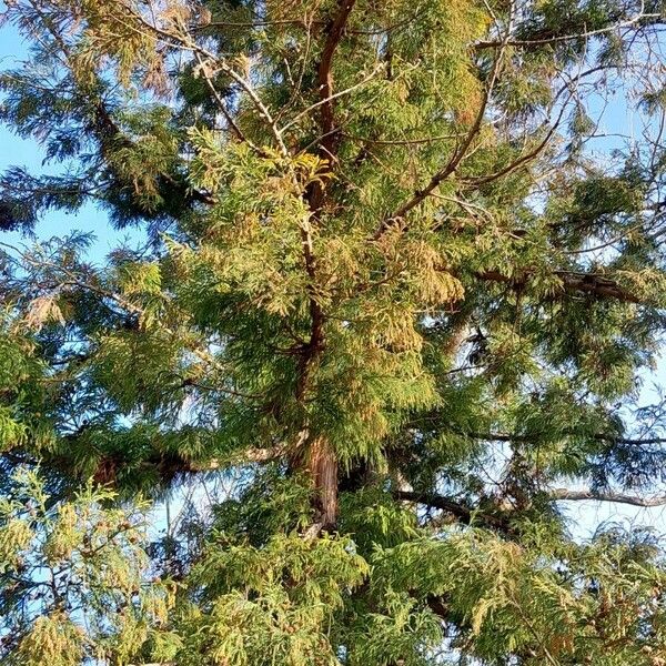 Cryptomeria japonica Habit