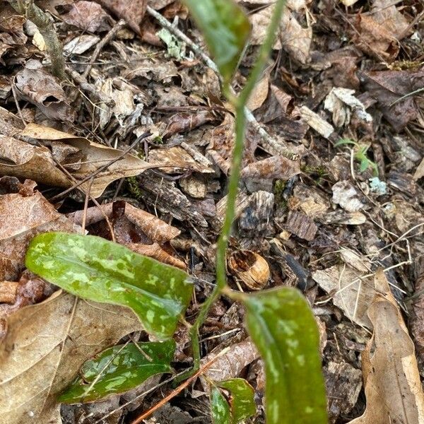 Smilax bona-nox Foglia