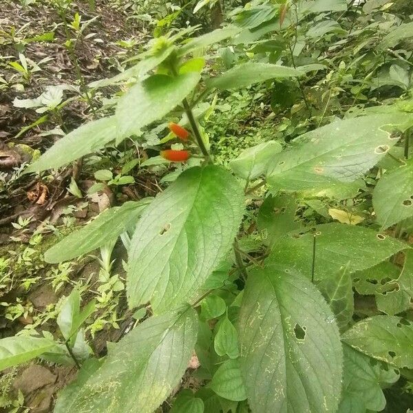 Kohleria tubiflora Habitus