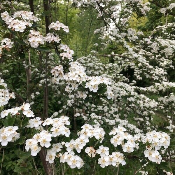 Crataegus laevigata Цветок