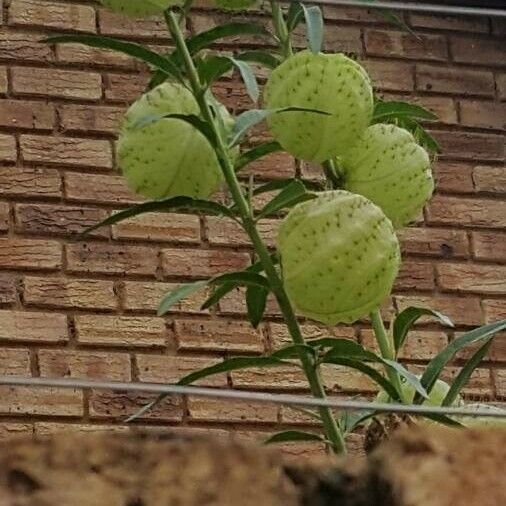 Gomphocarpus physocarpus Frukt