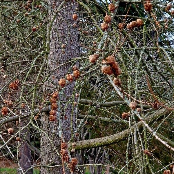 Larix decidua چھال