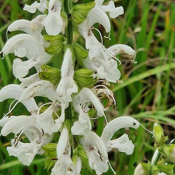 Salvia austriaca Цветок