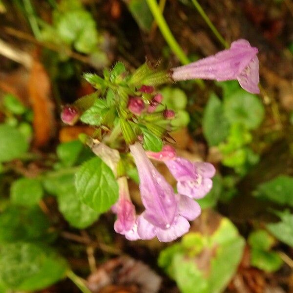 Clinopodium grandiflorum Flower