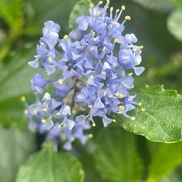 Ceanothus thyrsiflorus Blomma