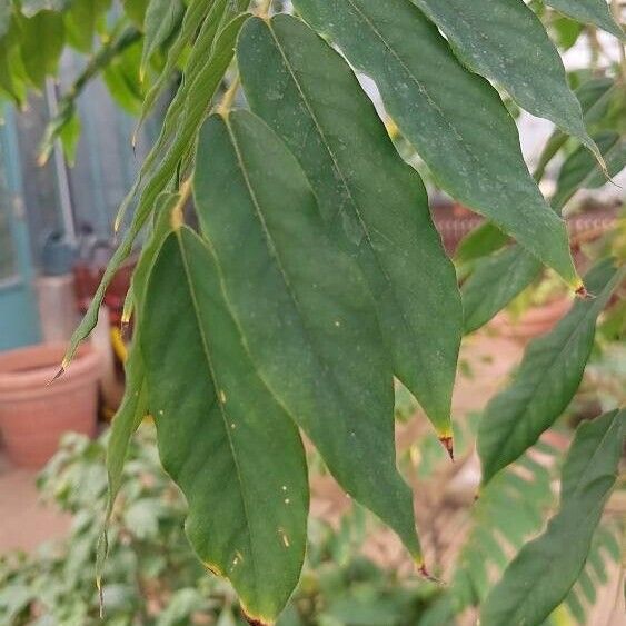 Averrhoa bilimbi Leaf