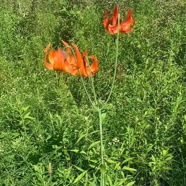 Lilium michiganense Virág