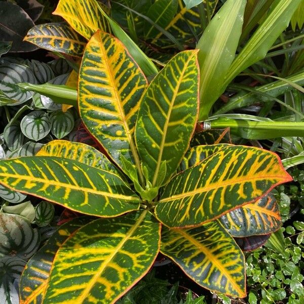 Codiaeum variegatum Folha