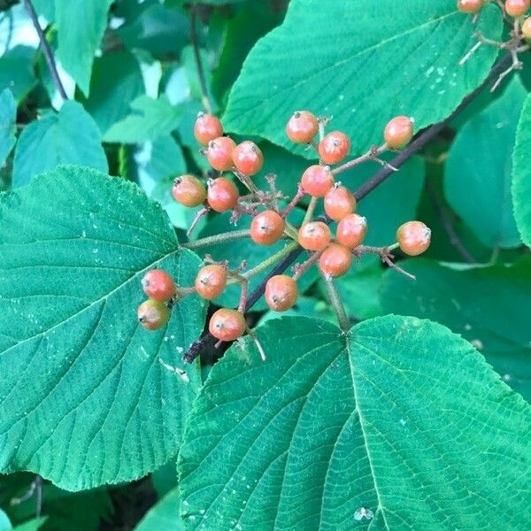 Viburnum lantanoides Fruit