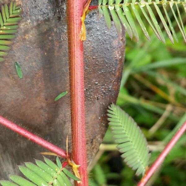 Aeschynomene americana Bark