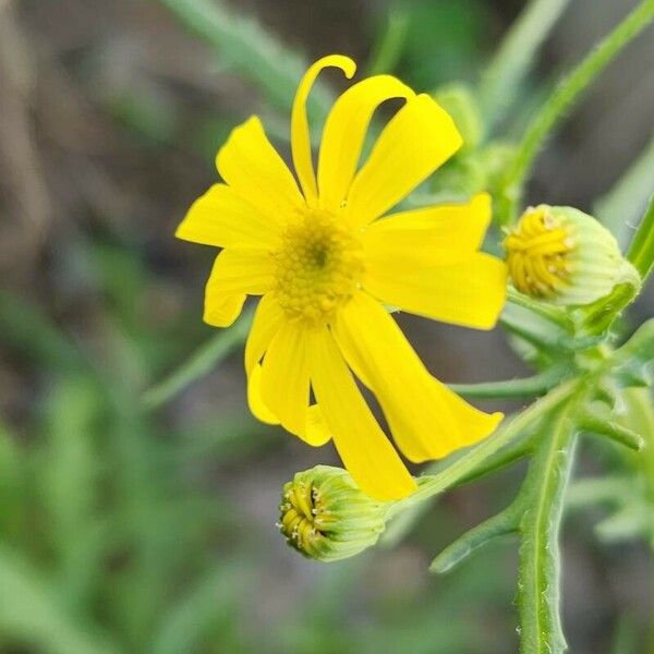 Senecio glaucus Floare