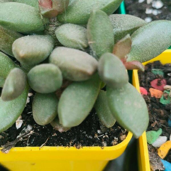 Adromischus schuldtianus 葉