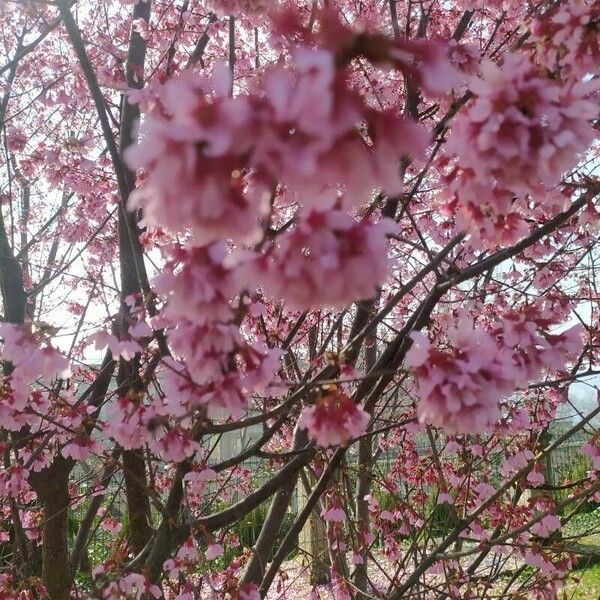 Prunus campanulata Blomst