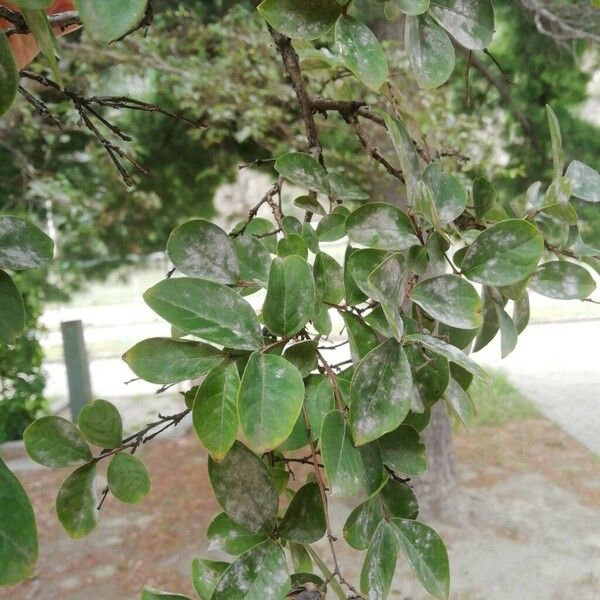 Lagerstroemia indica Yaprak