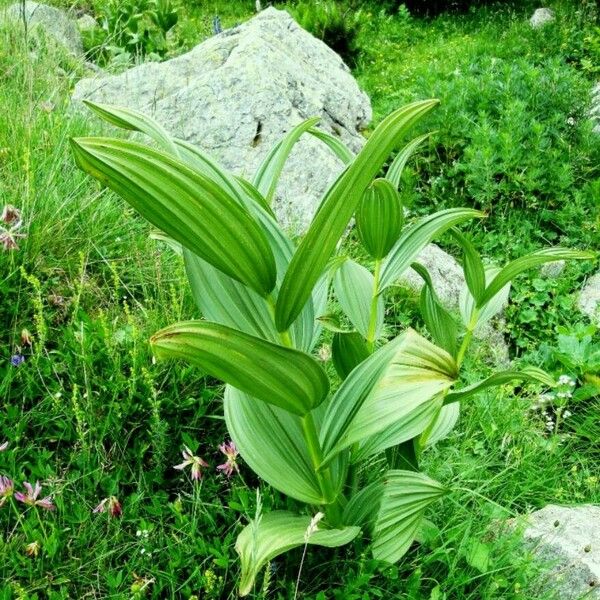 Veratrum viride 葉