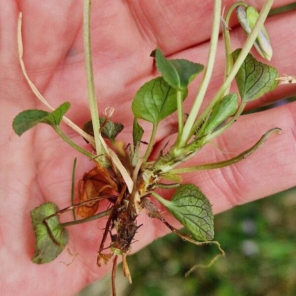 Viola riviniana چھال