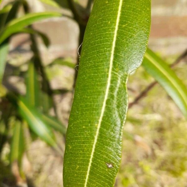 Nerium oleander Blad