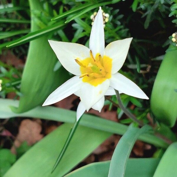 Tulipa turkestanica Kvet