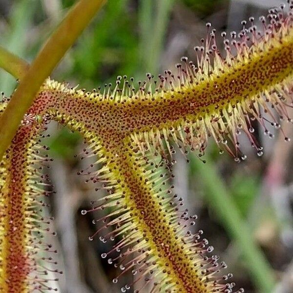 Drosera binata 叶