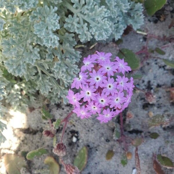 Abronia umbellata Flor