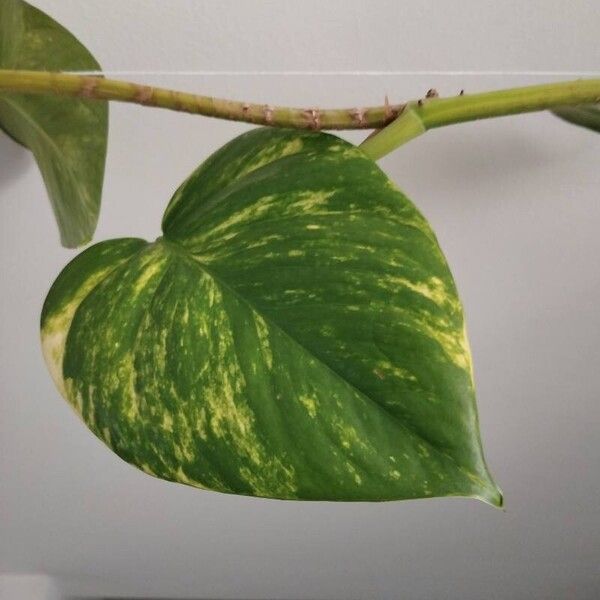 Epipremnum aureum Blad