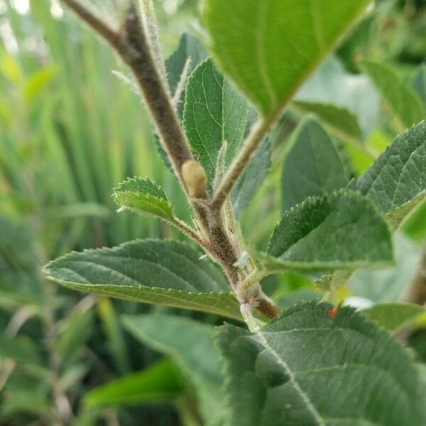 Malus domestica Hostoa