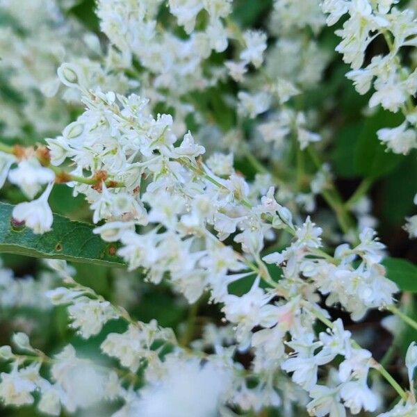 Fallopia baldschuanica Flower