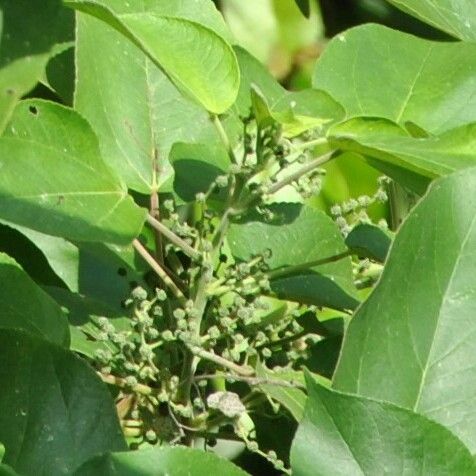 Acalypha caturus Floro