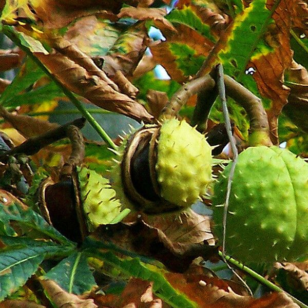 Aesculus hippocastanum Φρούτο