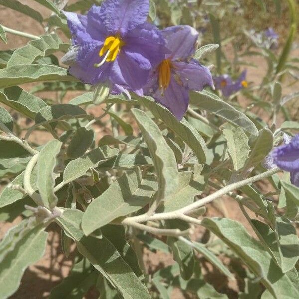 Solanum elaeagnifolium Folha