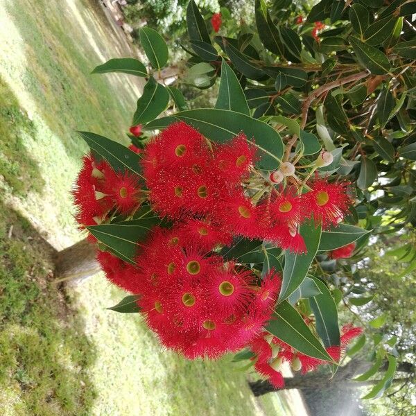 Corymbia ficifolia Flower