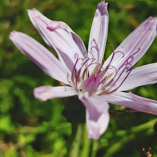 Scorzonera rosea Flor