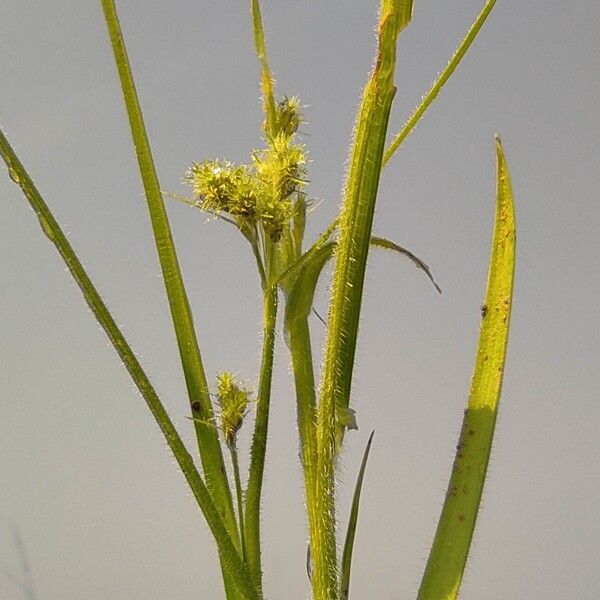 Fuirena umbellata Flor