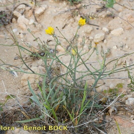 Launaea fragilis आदत