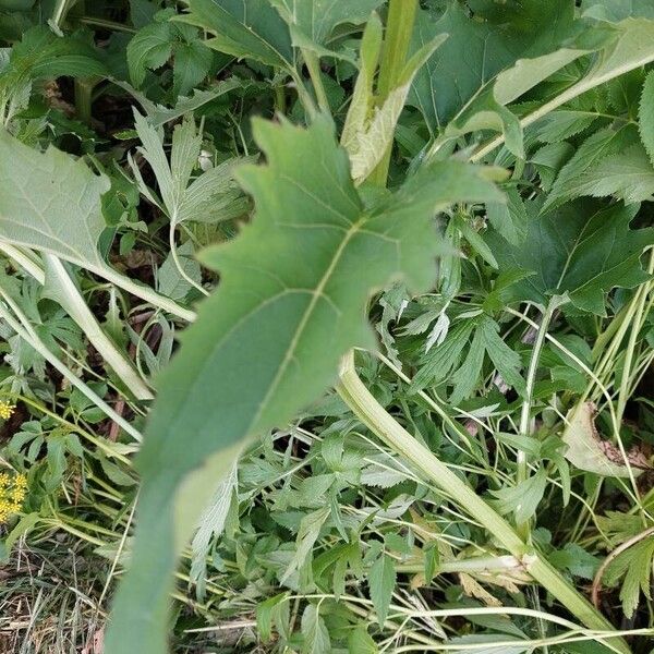 Silphium perfoliatum Leaf