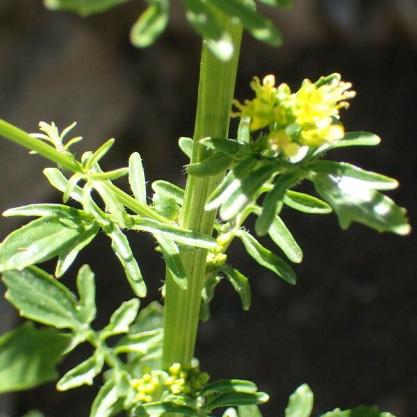 Barbarea intermedia Leaf