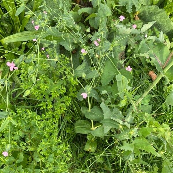 Gypsophila vaccaria عادت