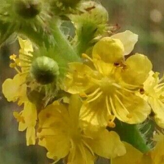 Agrimonia eupatoria Flower