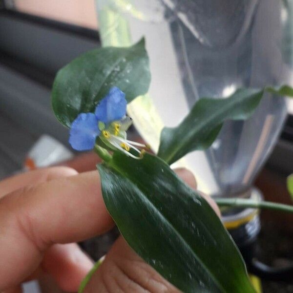 Commelina erecta Flower