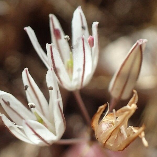 Allium moschatum Квітка